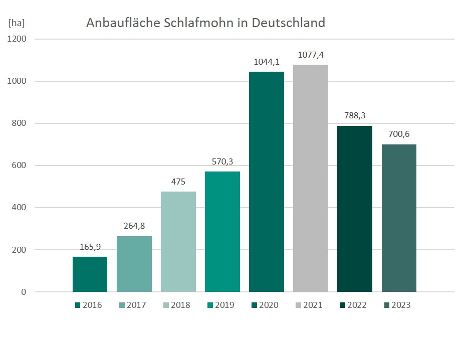Abb.: Die Anbaufläche (Angabe in Hektar) von Schlafmohn in Deutschland für die Jahre 2016 bis 2023 in Form eines Diagramms (Quelle: BfArM) Abb.: Die Anbaufläche (Angabe in Hektar) von Schlafmohn in Deutschland für die Jahre 2016 bis 2023 in Form eines Diagramms