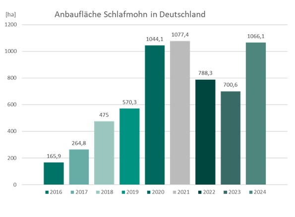 Abb.: Die Anbaufläche (Angabe in Hektar) von Schlafmohn in Deutschland für die Jahre 2016 bis 2024 in Form eines Diagramms (Quelle: BfArM) Abb.: Die Anbaufläche (Angabe in Hektar) von Schlafmohn in Deutschland für die Jahre 2016 bis 2024 in Form eines Diagramms