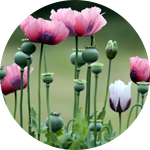 Opiumpflanzen (Quelle: iStock) Opiumpflanzen
