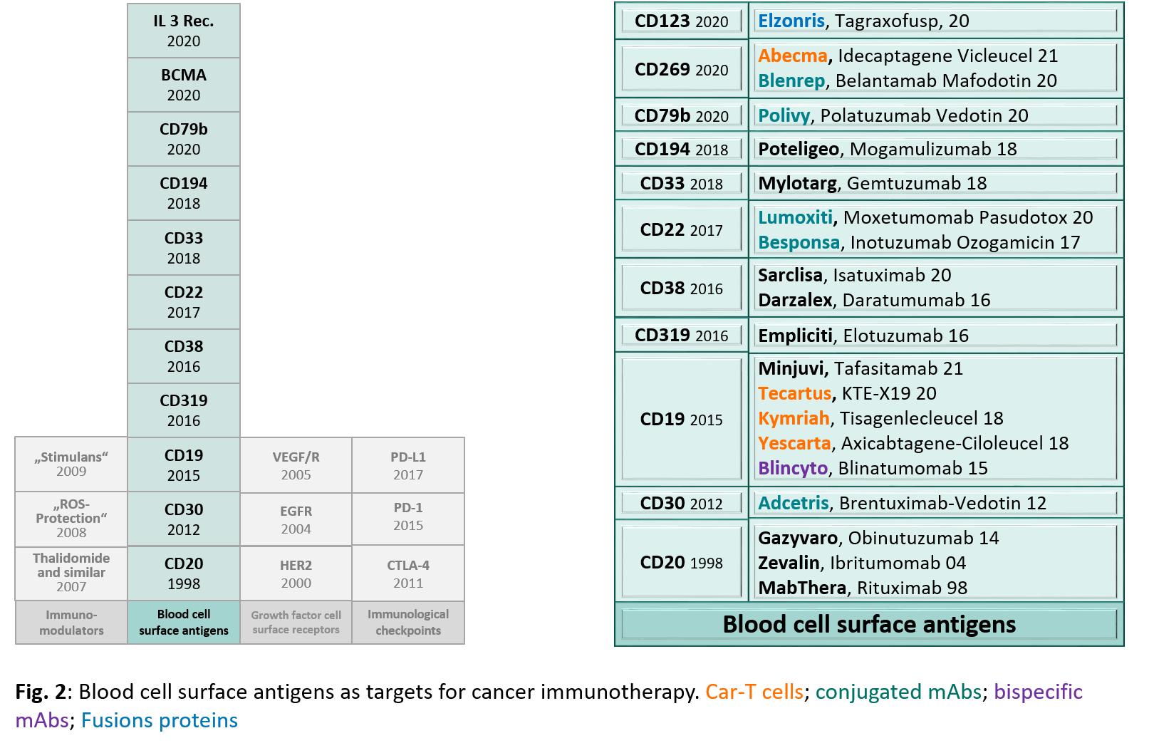 The diagram shows the blood cell antigens as targets of cancer immunotherapy and the approved products. These are, among others, divided into Car-T cells, conjugated monoclonal antibodies, bispecific monoclonal antibodies and fusion proteins. (Source: BfArM) The diagram shows the blood cell antigens as targets of cancer immunotherapy and the approved products. These are, among others, divided into Car-T cells, conjugated monoclonal antibodies, bispecific monoclonal antibodies and fusion proteins.